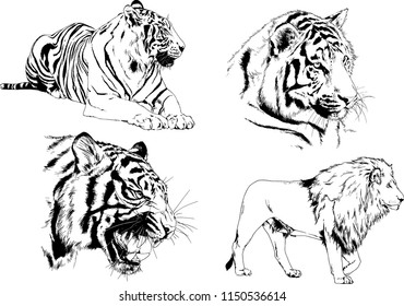 vector drawings sketches different predator , tigers lions cheetahs and leopards are drawn in ink by hand , objects with no background