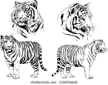 vector drawings sketches different predator , tigers lions cheetahs and leopards are drawn in ink by hand , objects with no background