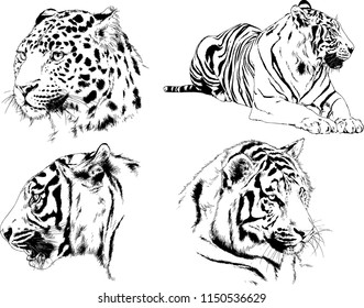 vector drawings sketches different predator , tigers lions cheetahs and leopards are drawn in ink by hand , objects with no background