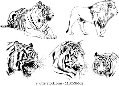 vector drawings sketches different predator , tigers lions cheetahs and leopards are drawn in ink by hand , objects with no background