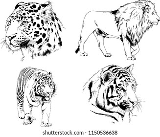 vector drawings sketches different predator , tigers lions cheetahs and leopards are drawn in ink by hand , objects with no background