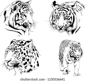 vector drawings sketches different predator , tigers lions cheetahs and leopards are drawn in ink by hand , objects with no background