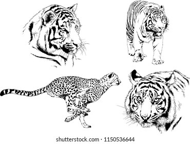 vector drawings sketches different predator , tigers lions cheetahs and leopards are drawn in ink by hand , objects with no background