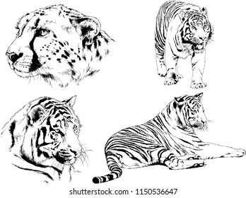vector drawings sketches different predator , tigers lions cheetahs and leopards are drawn in ink by hand , objects with no background