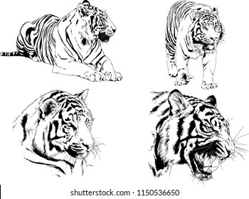 vector drawings sketches different predator , tigers lions cheetahs and leopards are drawn in ink by hand , objects with no background