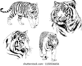 Set Vector Drawings Various Predators Tigers Stock Vector (Royalty Free ...