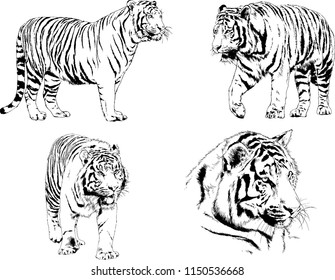 vector drawings sketches different predator , tigers lions cheetahs and leopards are drawn in ink by hand , objects with no background