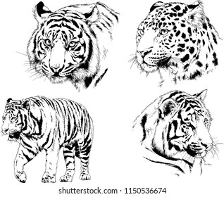 vector drawings sketches different predator , tigers lions cheetahs and leopards are drawn in ink by hand , objects with no background