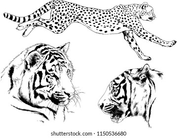 vector drawings sketches different predator , tigers lions cheetahs and leopards are drawn in ink by hand , objects with no background