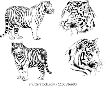 vector drawings sketches different predator , tigers lions cheetahs and leopards are drawn in ink by hand , objects with no background