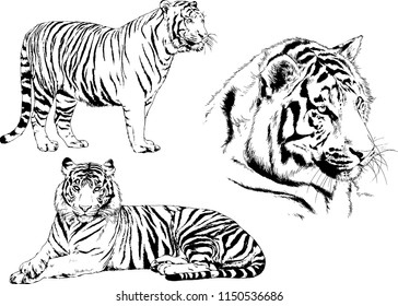 vector drawings sketches different predator , tigers lions cheetahs and leopards are drawn in ink by hand , objects with no background