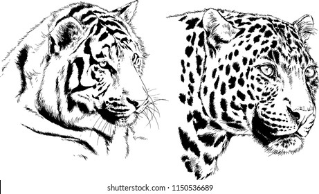 vector drawings sketches different predator , tigers lions cheetahs and leopards are drawn in ink by hand , objects with no background
