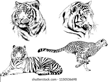 vector drawings sketches different predator , tigers lions cheetahs and leopards are drawn in ink by hand , objects with no background