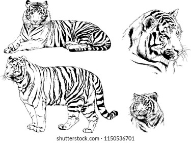vector drawings sketches different predator , tigers lions cheetahs and leopards are drawn in ink by hand , objects with no background