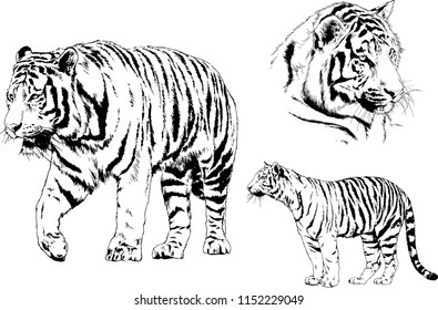 vector drawings sketches different predator , tigers lions cheetahs and leopards are drawn in ink by hand , objects with no background