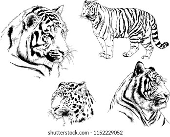 vector drawings sketches different predator , tigers lions cheetahs and leopards are drawn in ink by hand , objects with no background