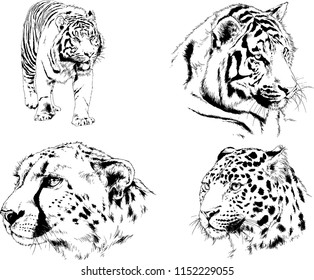 vector drawings sketches different predator , tigers lions cheetahs and leopards are drawn in ink by hand , objects with no background