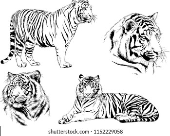 vector drawings sketches different predator , tigers lions cheetahs and leopards are drawn in ink by hand , objects with no background