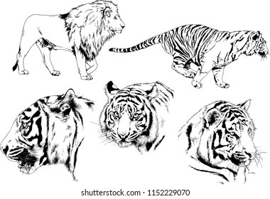 vector drawings sketches different predator , tigers lions cheetahs and leopards are drawn in ink by hand , objects with no background