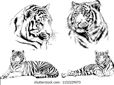 vector drawings sketches different predator , tigers lions cheetahs and leopards are drawn in ink by hand , objects with no background