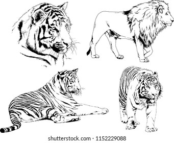 vector drawings sketches different predator , tigers lions cheetahs and leopards are drawn in ink by hand , objects with no background