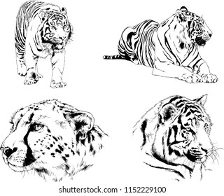 vector drawings sketches different predator , tigers lions cheetahs and leopards are drawn in ink by hand , objects with no background