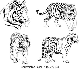 vector drawings sketches different predator , tigers lions cheetahs and leopards are drawn in ink by hand , objects with no background