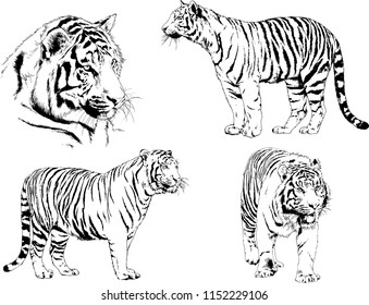 vector drawings sketches different predator , tigers lions cheetahs and leopards are drawn in ink by hand , objects with no background