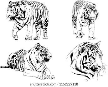 vector drawings sketches different predator , tigers lions cheetahs and leopards are drawn in ink by hand , objects with no background