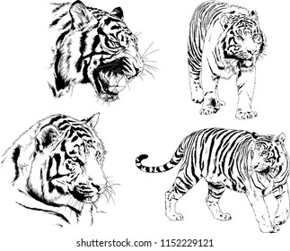 vector drawings sketches different predator , tigers lions cheetahs and leopards are drawn in ink by hand , objects with no background