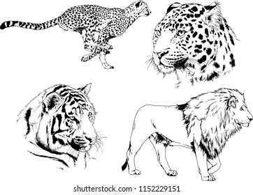 vector drawings sketches different predator , tigers lions cheetahs and leopards are drawn in ink by hand , objects with no background