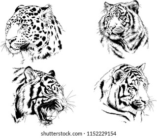 vector drawings sketches different predator , tigers lions cheetahs and leopards are drawn in ink by hand , objects with no background