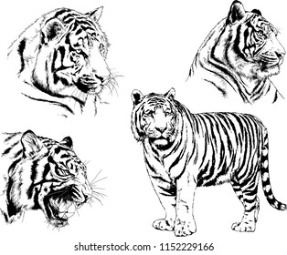 vector drawings sketches different predator , tigers lions cheetahs and leopards are drawn in ink by hand , objects with no background