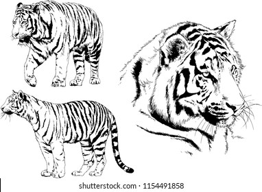 vector drawings sketches different predator , tigers lions cheetahs and leopards are drawn in ink by hand , objects with no background