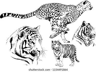 vector drawings sketches different predator , tigers lions cheetahs and leopards are drawn in ink by hand , objects with no background