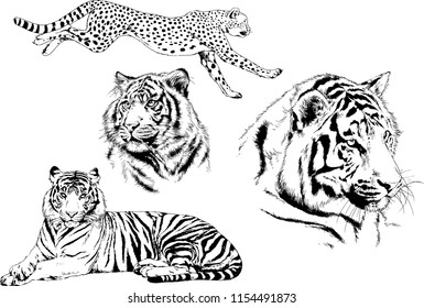 vector drawings sketches different predator , tigers lions cheetahs and leopards are drawn in ink by hand , objects with no background