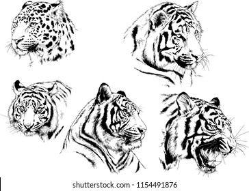 vector drawings sketches different predator , tigers lions cheetahs and leopards are drawn in ink by hand , objects with no background