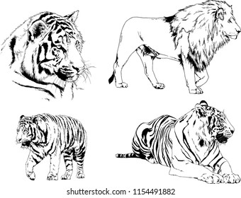 vector drawings sketches different predator , tigers lions cheetahs and leopards are drawn in ink by hand , objects with no background