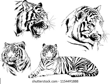 vector drawings sketches different predator , tigers lions cheetahs and leopards are drawn in ink by hand , objects with no background