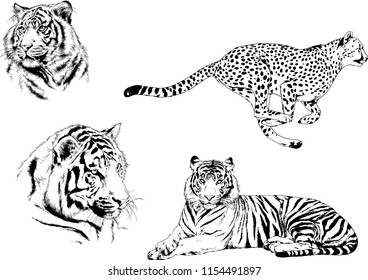 vector drawings sketches different predator , tigers lions cheetahs and leopards are drawn in ink by hand , objects with no background