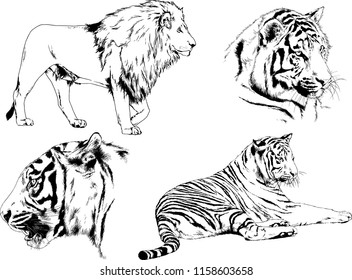 vector drawings sketches different predator , tigers lions cheetahs and leopards are drawn in ink by hand , objects with no background