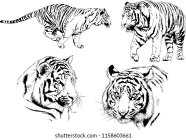 vector drawings sketches different predator , tigers lions cheetahs and leopards are drawn in ink by hand , objects with no background
