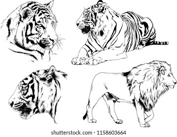 vector drawings sketches different predator , tigers lions cheetahs and leopards are drawn in ink by hand , objects with no background