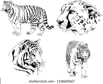 vector drawings sketches different predator , tigers lions cheetahs and leopards are drawn in ink by hand , objects with no background