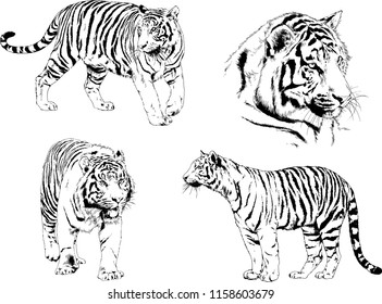 vector drawings sketches different predator , tigers lions cheetahs and leopards are drawn in ink by hand , objects with no background