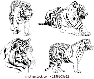 vector drawings sketches different predator , tigers lions cheetahs and leopards are drawn in ink by hand , objects with no background