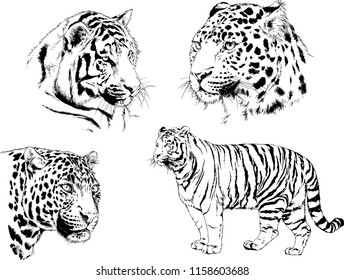 vector drawings sketches different predator , tigers lions cheetahs and leopards are drawn in ink by hand , objects with no background