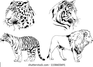 vector drawings sketches different predator , tigers lions cheetahs and leopards are drawn in ink by hand , objects with no background