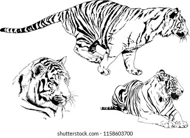 vector drawings sketches different predator , tigers lions cheetahs and leopards are drawn in ink by hand , objects with no background
