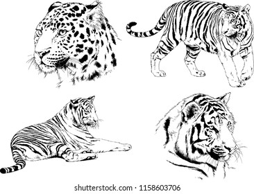 vector drawings sketches different predator , tigers lions cheetahs and leopards are drawn in ink by hand , objects with no background